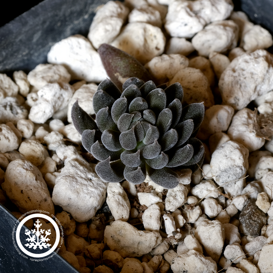 Sinocrassula yunnanensis