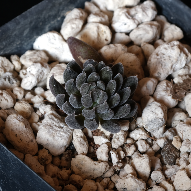 Sinocrassula yunnanensis