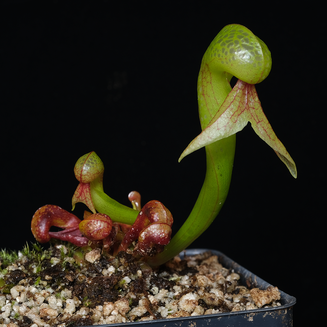 Darlingtonia californica (small)