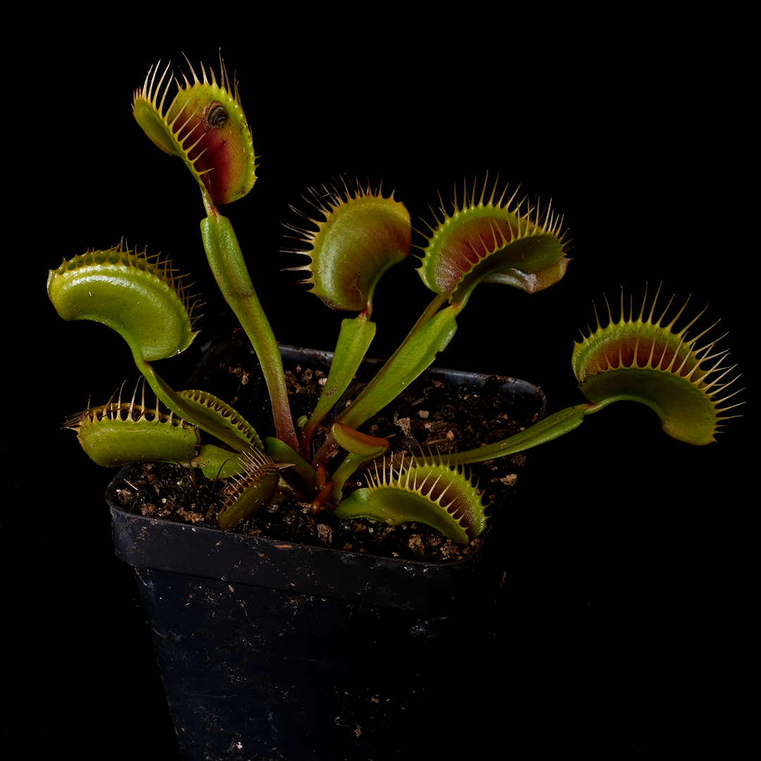 Dionaea muscipula 'Smog'