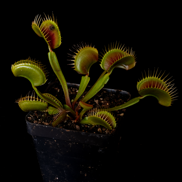 Dionaea muscipula 'Smog'