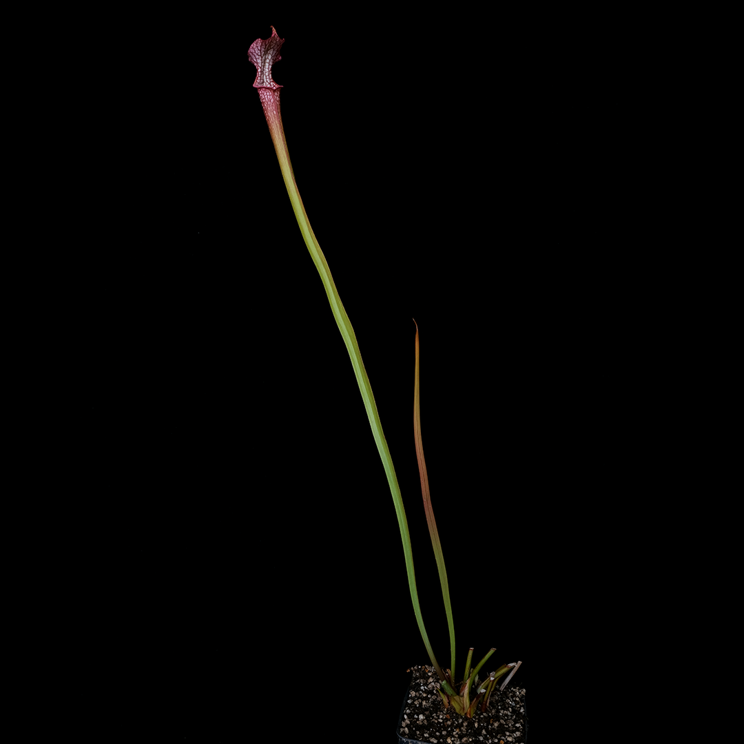 Sarracenia x 'Splatter Pattern'