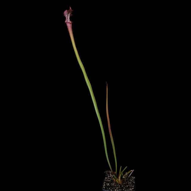 Sarracenia x 'Splatter Pattern'