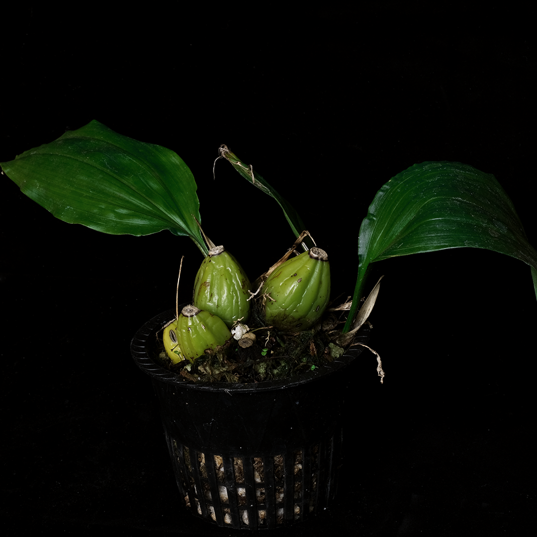 Stanhopea tigrina