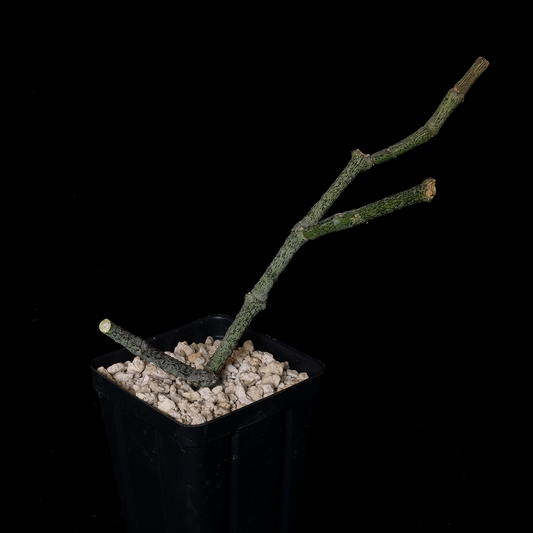 Karimbolea macrantha