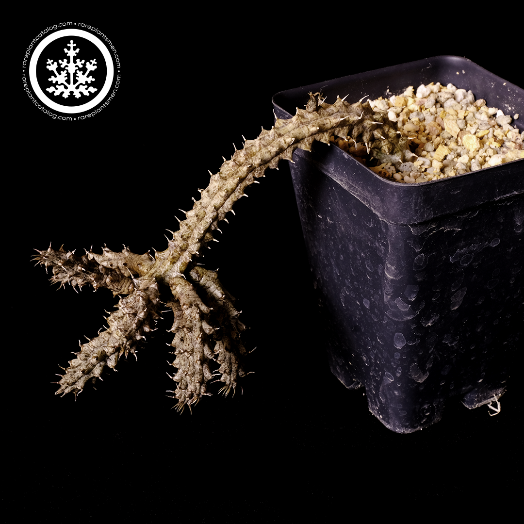 Stapelianthus decaryi