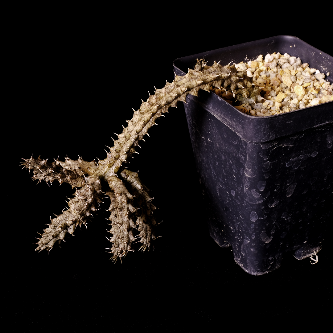 Stapelianthus decaryi