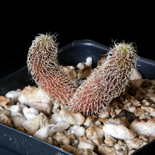 Stapelianthus pilosus