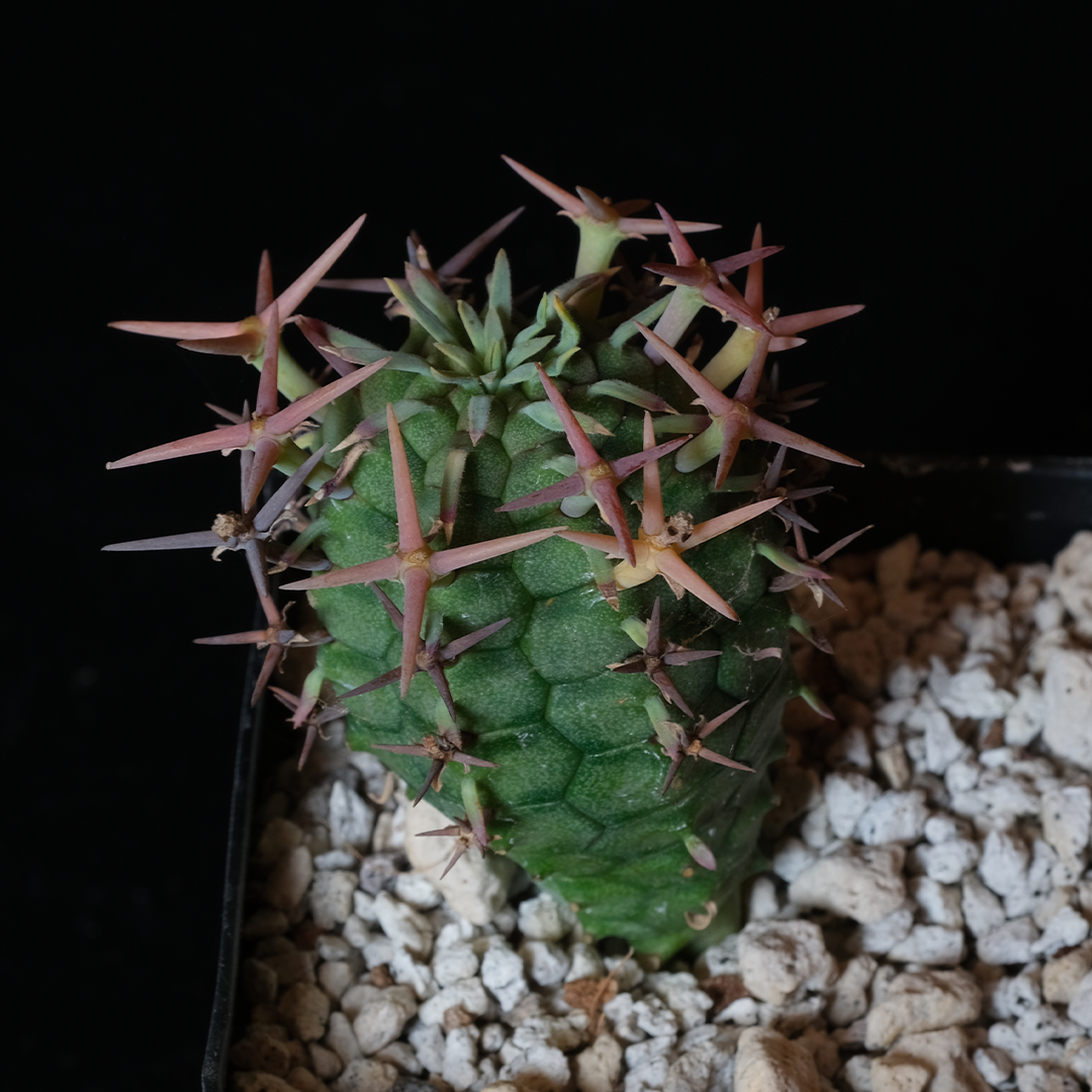 Euphorbia stellispina