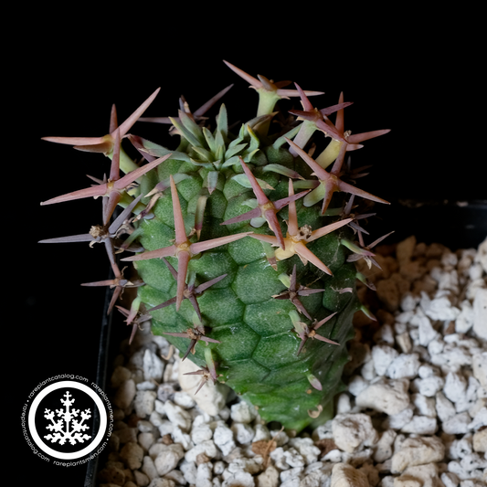 Euphorbia stellispina
