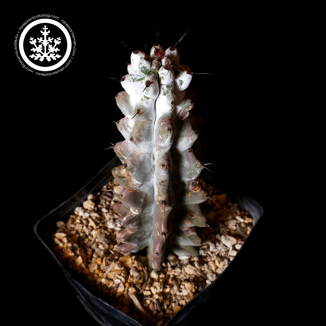 Stenocereus beneckei inermis