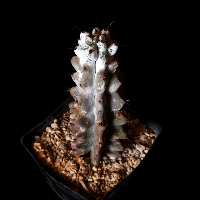 Stenocereus beneckei inermis