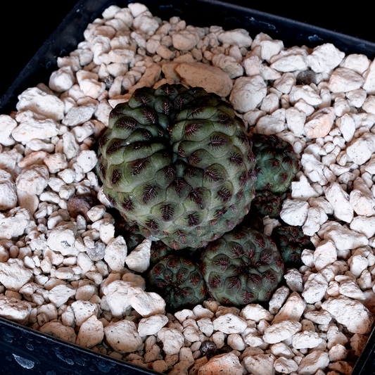 Sulcorebutia rauschii "violacidermis"