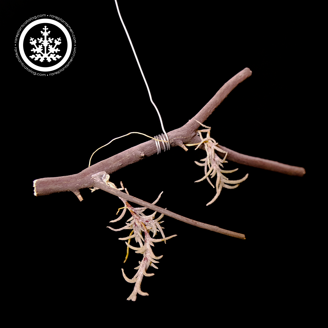 Tillandsia capillaris