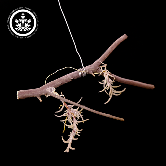Tillandsia capillaris