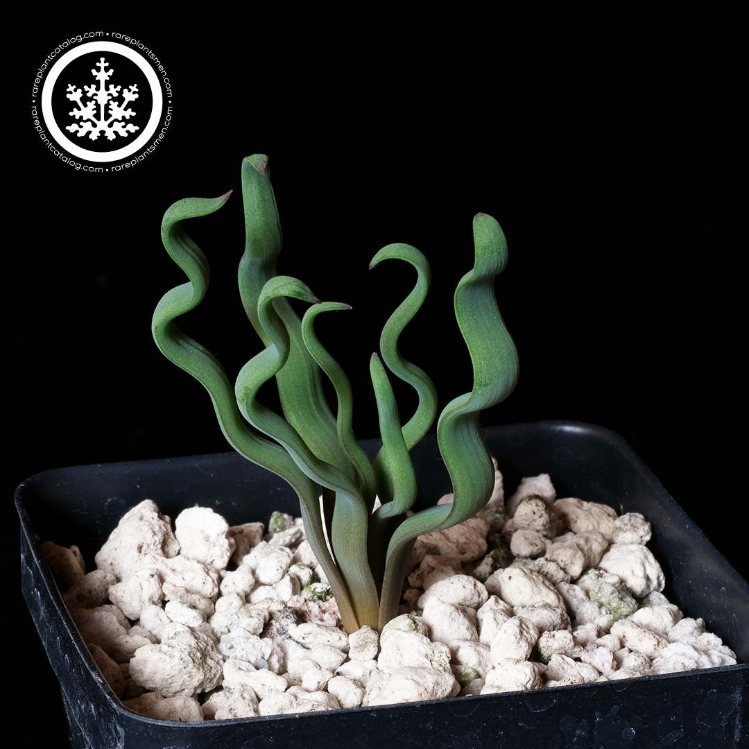 Trachyandra tortilis