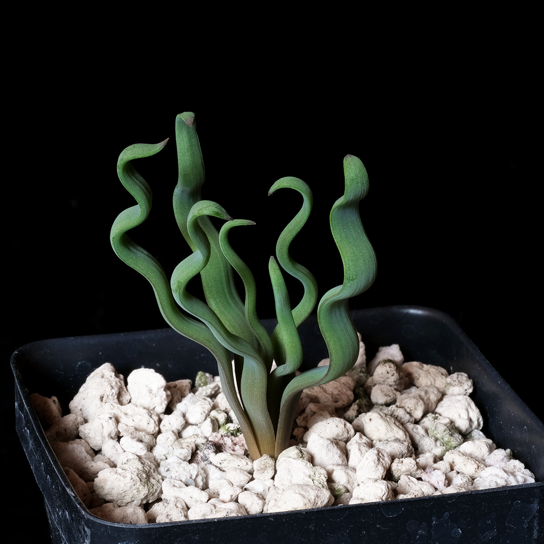 Trachyandra tortilis