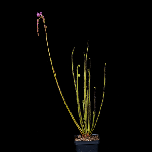 Drosera tracyi (Apalachicola, Florida)
