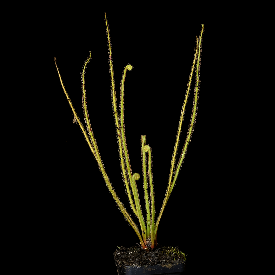 Drosera tracyi, Brooks County, GA
