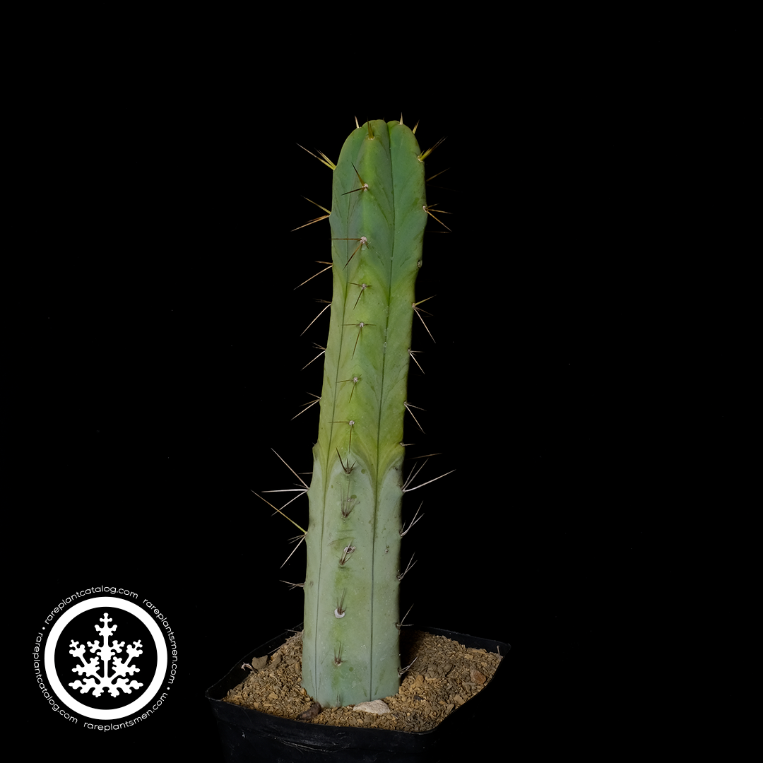 Trichocereus bridgesii