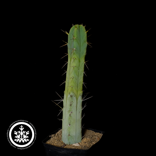 Trichocereus bridgesii