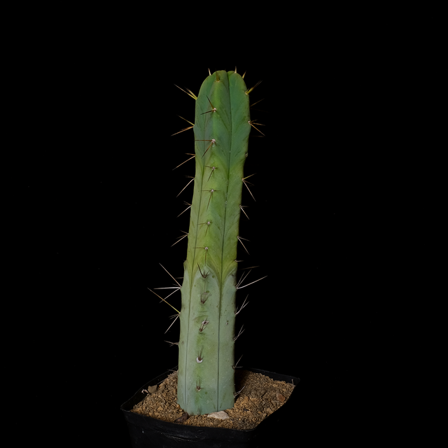 Trichocereus bridgesii