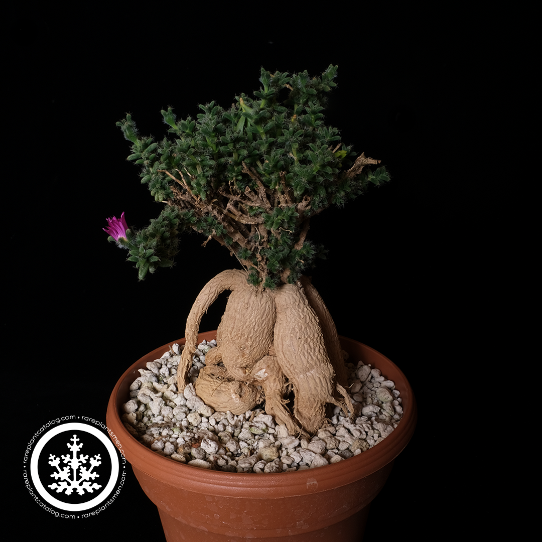 Trichodiadema bulbosum