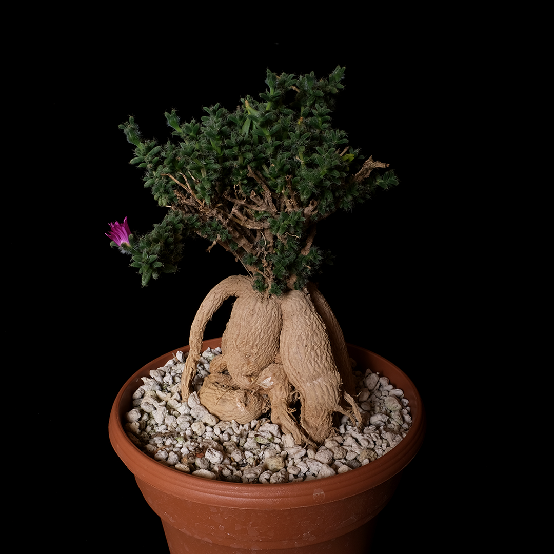 Trichodiadema bulbosum