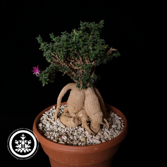 Trichodiadema bulbosum