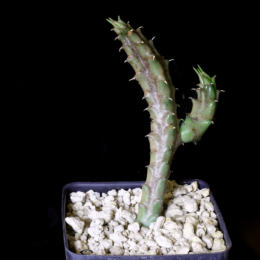 Tridentea gemmiflora