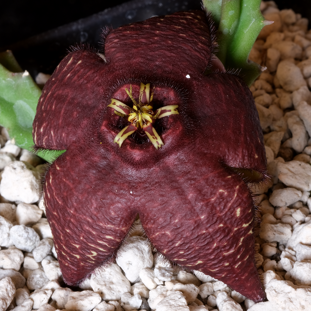 x Tromotriche 'comparabilis'