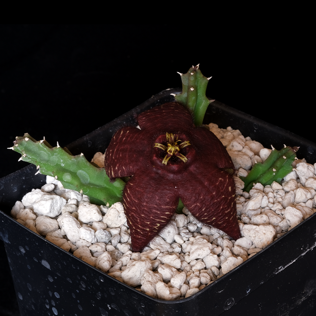 x Tromotriche 'comparabilis'