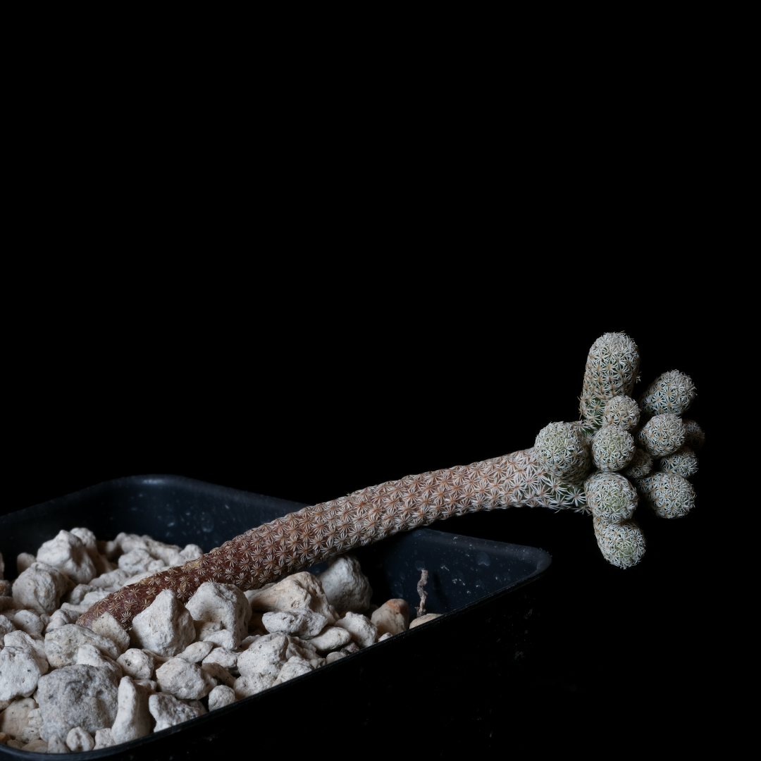 Turbinicarpus krainzianus v. minimus