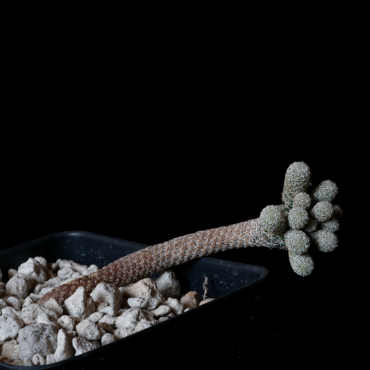 Turbinicarpus krainzianus v. minimus