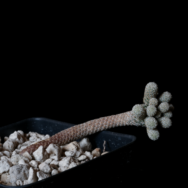 Turbinicarpus krainzianus v. minimus