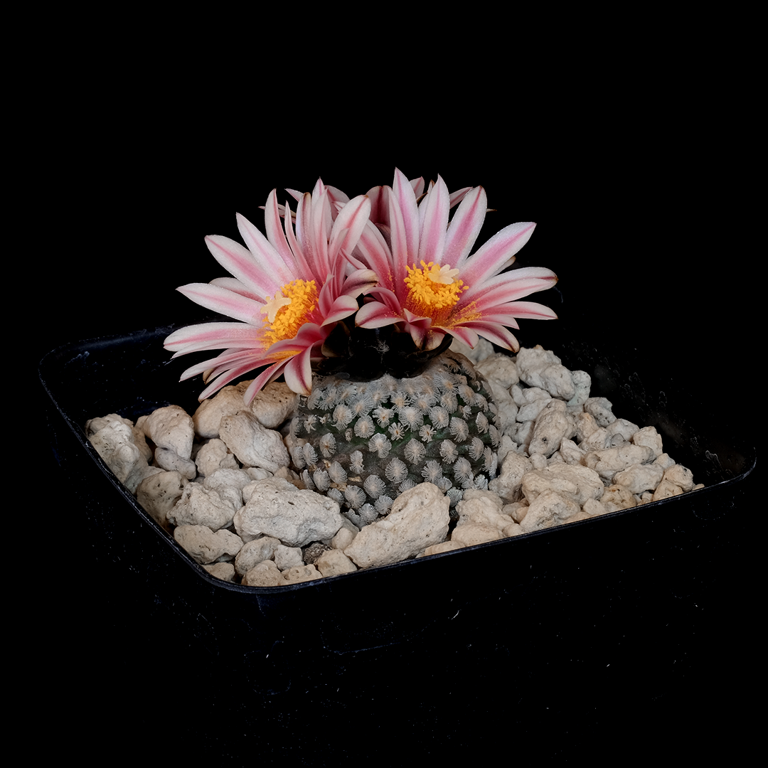 Turbinicarpus valdezianus (purple flower form)