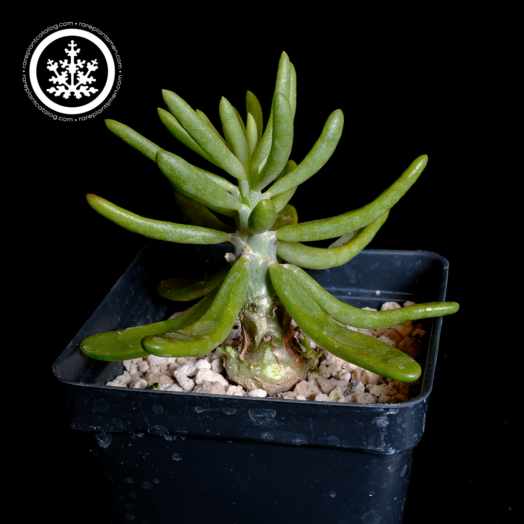 Tylecodon striatus