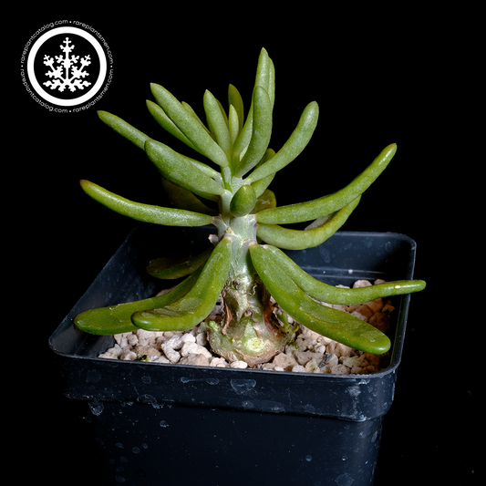 Tylecodon striatus