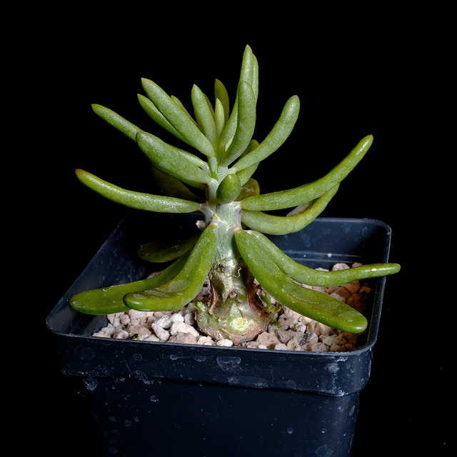 Tylecodon striatus