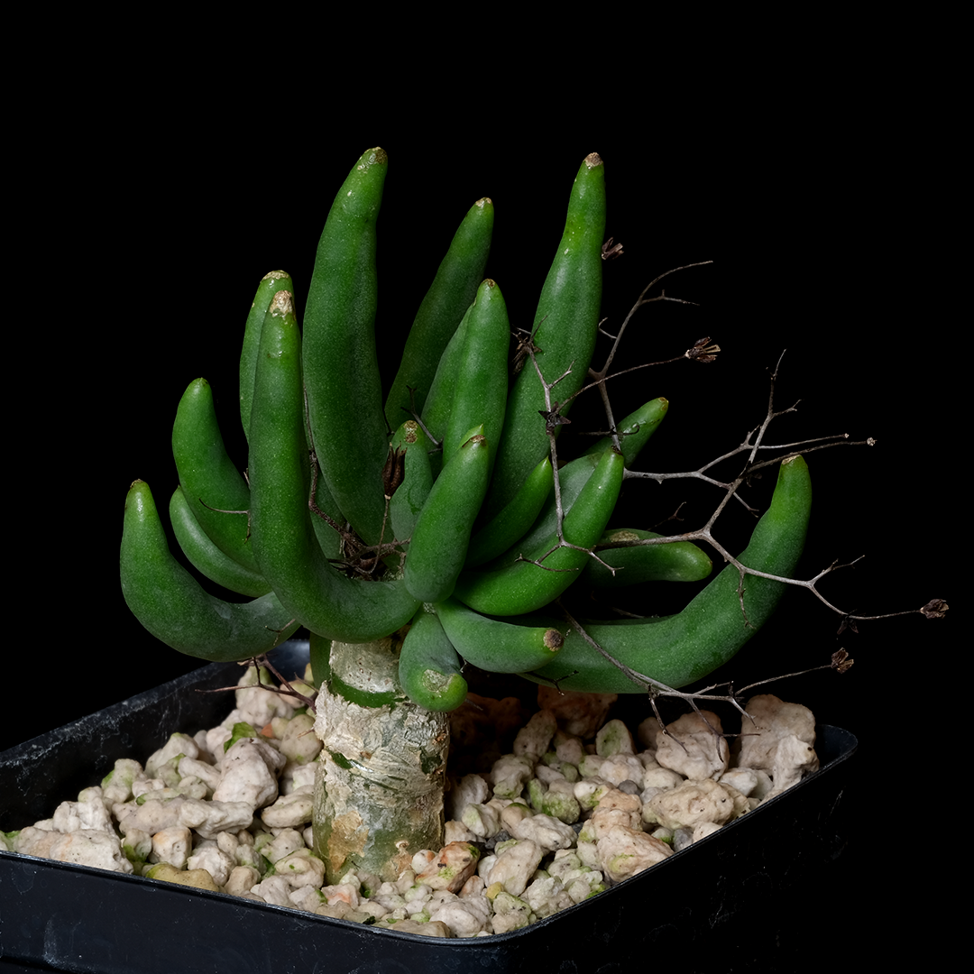 Buy Tylecodon reticulatus Online | Rare Plant Catalog