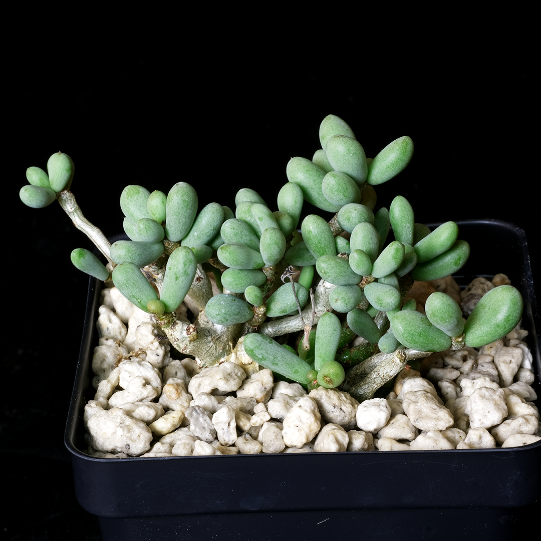 Tylecodon sinus-alexandri