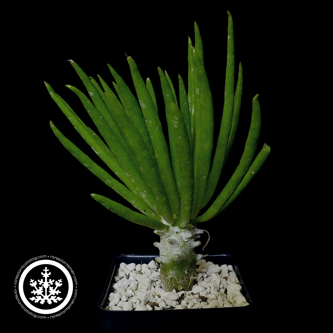 Tylecodon walichii
