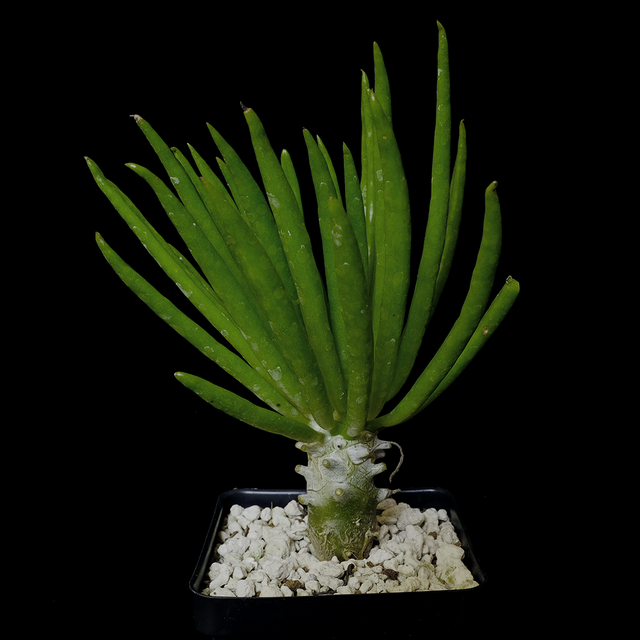 Tylecodon walichii