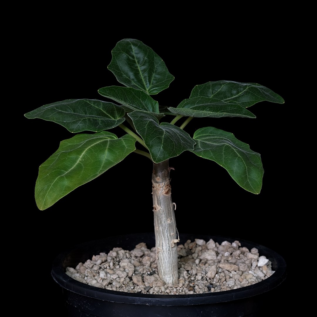 Uncarina stellulifera