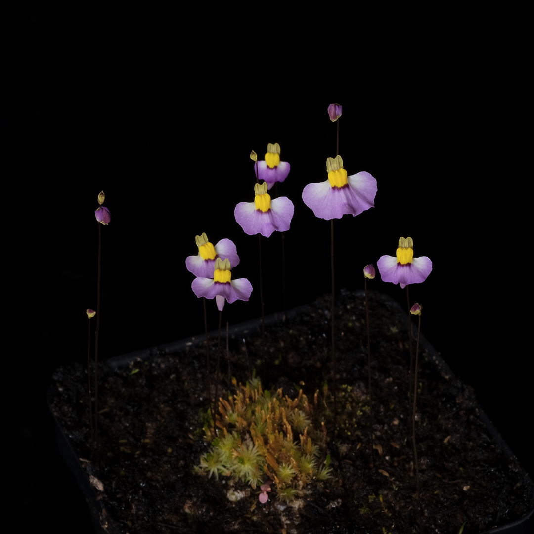 Utricularia bisquamata 'Betty's Bay'