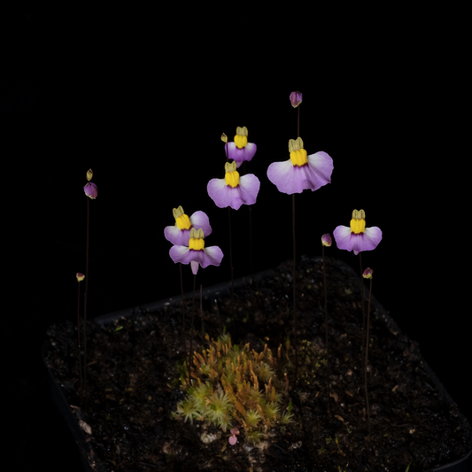 Utricularia bisquamata 'Betty's Bay'