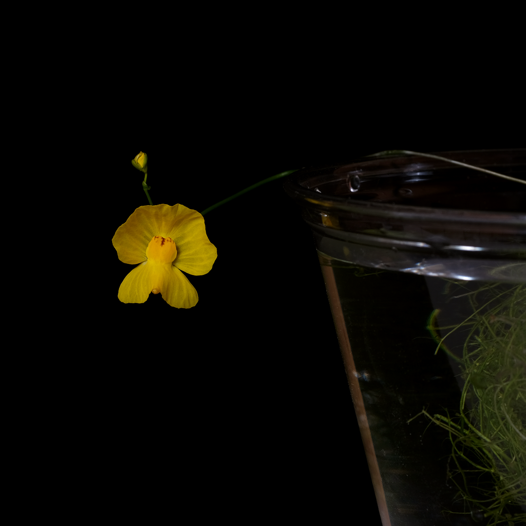 Utricularia gibba