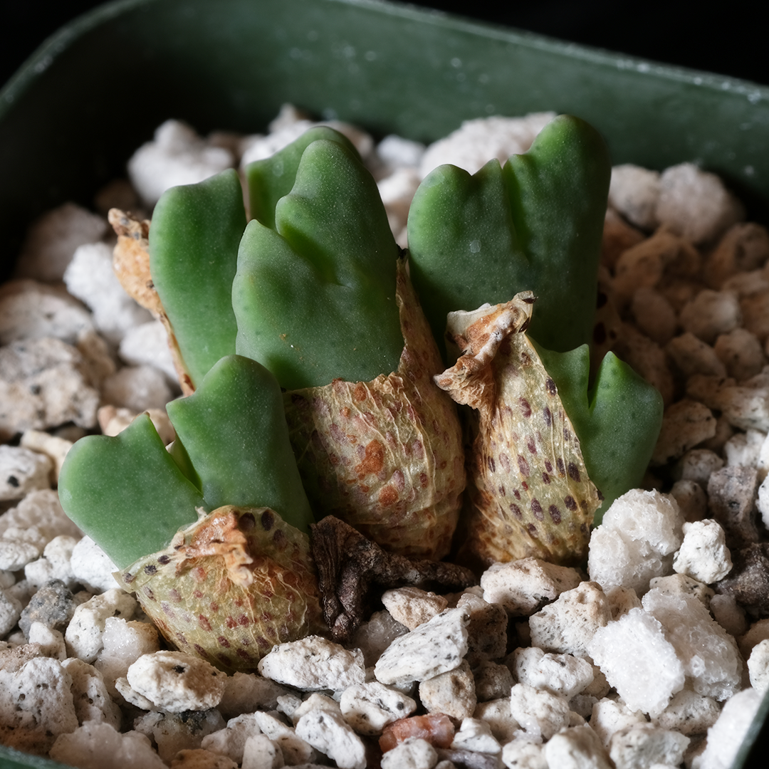 Conophytum quaesitum var. rostratum