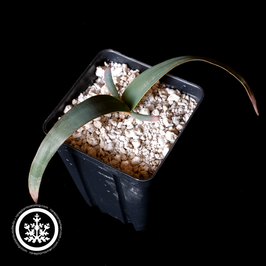 Welwitschia mirabilis