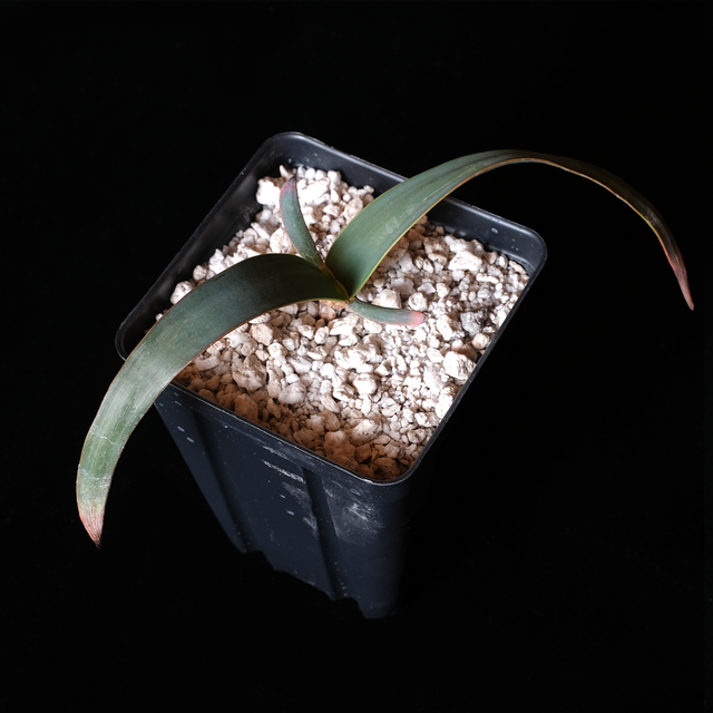 Welwitschia mirabilis